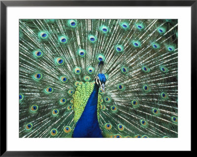 Peacock Spreading Colorful Feathers by Bill Bachmann Pricing Limited Edition Print image