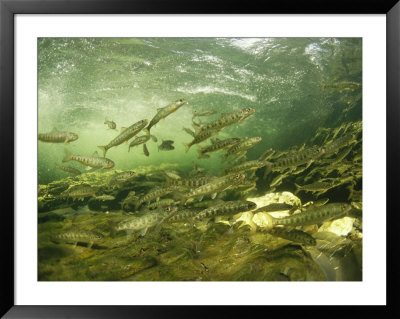 Schooling Altlantic Salmon Parr Fish by Paul Nicklen Pricing Limited Edition Print image