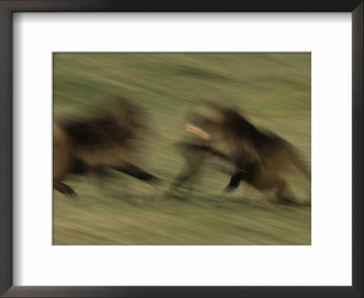 Two Male Geladas Charge Each Other In A Challenge For Sexual Rights by Michael Nichols Pricing Limited Edition Print image