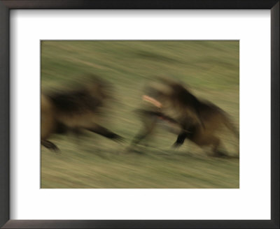 Two Male Geladas Charge Each Other In A Challenge For Sexual Rights by Michael Nichols Pricing Limited Edition Print image