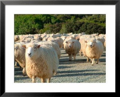 Sheep Herd, New Zealand by William Sutton Pricing Limited Edition Print image
