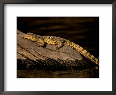 Nile Crocodile, Chobe National Park, Botswana by Pete Oxford Pricing Limited Edition Print image
