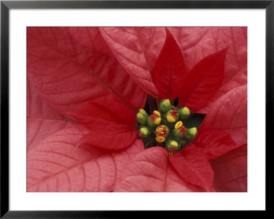 Red Poinsettia, Washington, Usa by Jamie & Judy Wild Pricing Limited Edition Print image