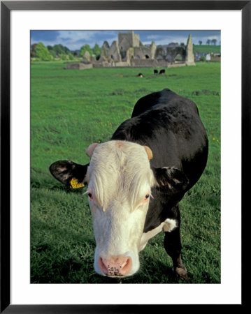 Pasture And Cow, Hore Abbey, County Tipperary, Ireland by Brent Bergherm Pricing Limited Edition Print image
