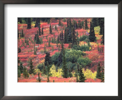 Red And Yellow Foliage Of Denali National Park, Alaska, Usa by Charles Sleicher Pricing Limited Edition Print image