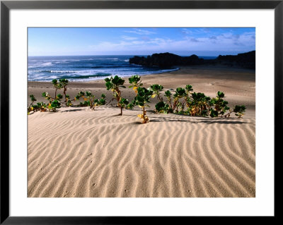 Dune Plants And Beach, Robberg Nature And Marine Reserve, Plettenberg Bay, South Africa by Ariadne Van Zandbergen Pricing Limited Edition Print image