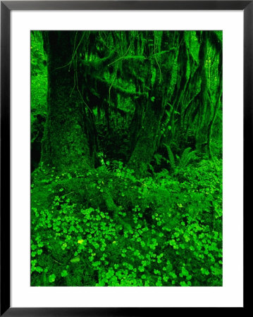 Ho River Rain Forest In Olympic National Park, Washington, Olympic National Park, Usa by Mark Newman Pricing Limited Edition Print image