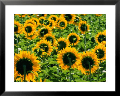 Field Of Sunflowers Near Figueras, Girona, Catalonia, Spain by David Tomlinson Pricing Limited Edition Print image