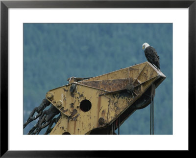 A Northern American Bald Eagle Sits Atop A Construction Vehicles Highest Point by Norbert Rosing Pricing Limited Edition Print image