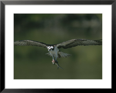 An Osprey In Flight With A Catch In Its Talons by Roy Toft Pricing Limited Edition Print image
