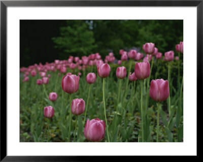 A Bed Of Pink Tulips Herald Spring by Raul Touzon Pricing Limited Edition Print image