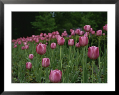 A Bed Of Pink Tulips Herald Spring by Raul Touzon Pricing Limited Edition Print image