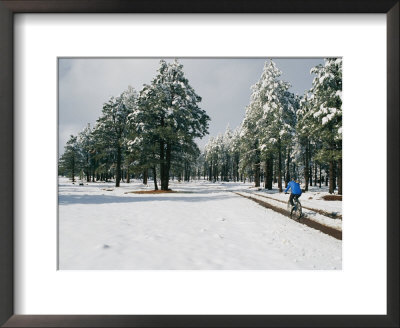 A Woman Mountain Biking In The Snow, Coconino National Forest, Arizona by Rich Reid Pricing Limited Edition Print image