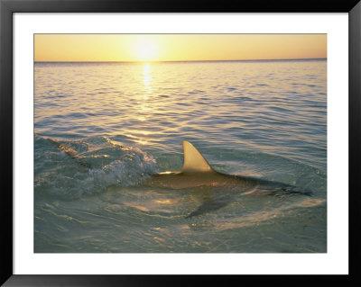 The Fin Of A Lemon Shark Pokes Above The Waters Surface At Sunset by Brian J. Skerry Pricing Limited Edition Print image