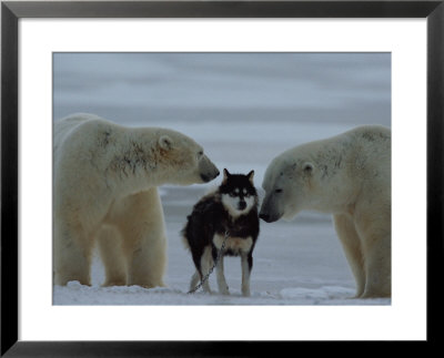 Two Polar Bears (Ursus Maritimus) Sniff A Chained Husky by Norbert Rosing Pricing Limited Edition Print image