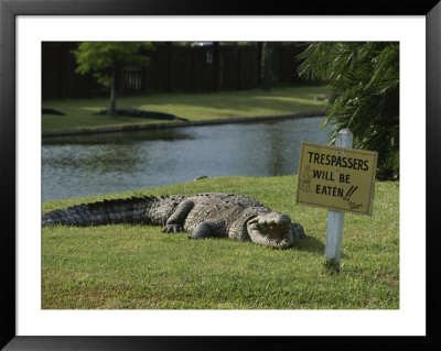 An American Alligator On A Lawn Next To A Humorous Warning Sign by Raymond Gehman Pricing Limited Edition Print image