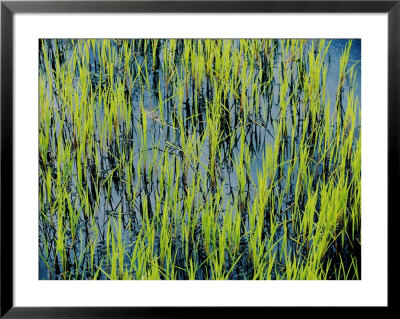Grass Growing In The Water Creates An Abstract Pattern by Skip Brown Pricing Limited Edition Print image