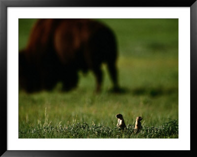 Black-Tailed Prairie Dogs And Bison by Raymond Gehman Pricing Limited Edition Print image