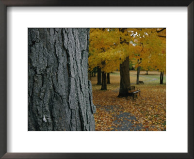 Park Benches Under Autumn Foliage by Robert Madden Pricing Limited Edition Print image