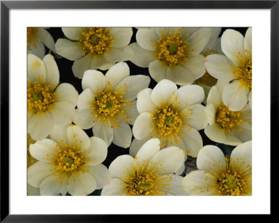 Flowers Dot The Arctic Landscape by Paul Nicklen Pricing Limited Edition Print image