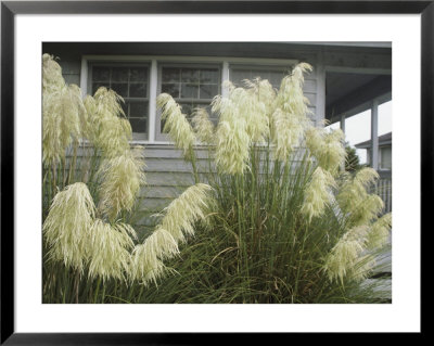 Pampas Grass Growing Outside A Hilton Head Beach House by Charles Kogod Pricing Limited Edition Print image