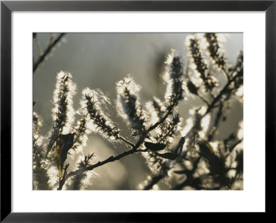 A Close View Of Catkins Of A Willow Shrub Near The Mackenzie River by Raymond Gehman Pricing Limited Edition Print image