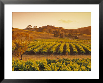 Vineyard, Barossa Valley, South Australia, Australia by Doug Pearson Pricing Limited Edition Print image