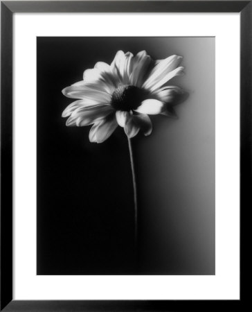 Single Daisy by Joseph Hancock Pricing Limited Edition Print image