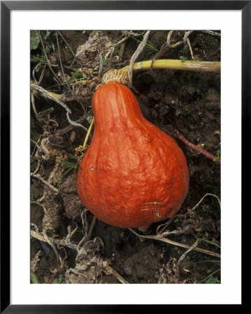 Squash Pumpkin (Golden Hubbard) In Garden, September by Philippe Bonduel Pricing Limited Edition Print image