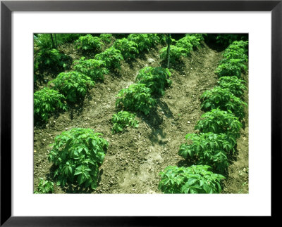 Potatoes by Oxford Scientific Pricing Limited Edition Print image