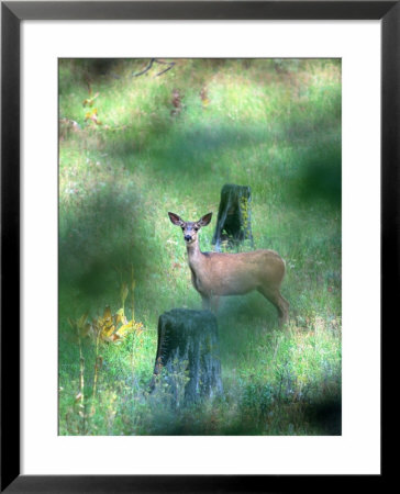 Mule Deer, Oregon by Donald Higgs Pricing Limited Edition Print image