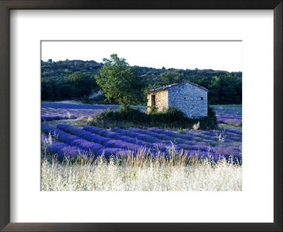 Cottage Amongst Field Of Lavender, Ventoux, France by Alain Christof Pricing Limited Edition Print image