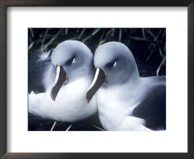 Grey Headed Albatross, Adults At Nest, South Georgia by Ben Osborne Pricing Limited Edition Print image
