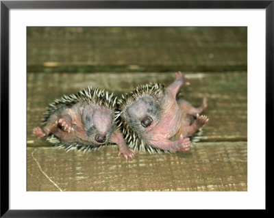 Hedgehog, England, Uk by Les Stocker Pricing Limited Edition Print image