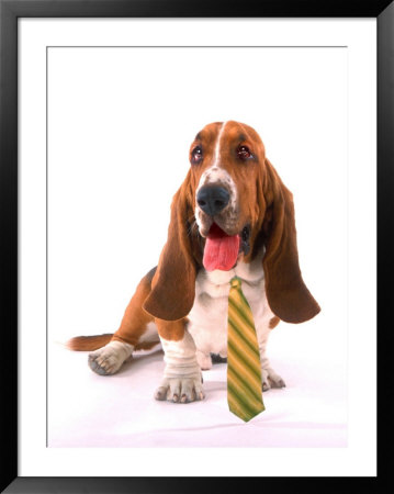 Dog With Dress Tie by Henryk T. Kaiser Pricing Limited Edition Print image