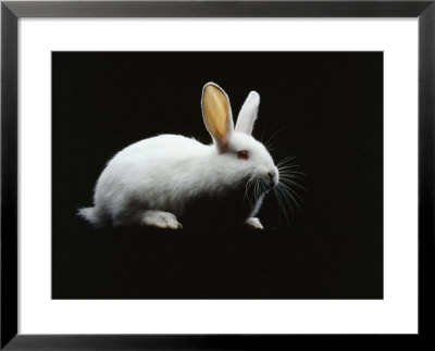 White Rabbit by Howard Sokol Pricing Limited Edition Print image