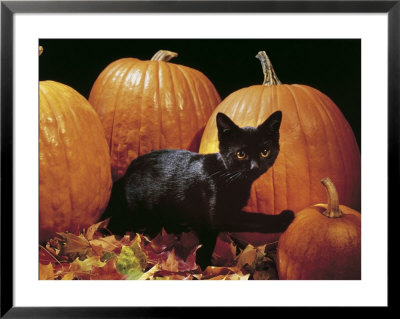Black Cat With Pumpkins by Henryk T. Kaiser Pricing Limited Edition Print image