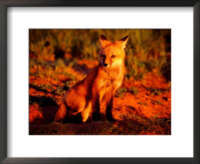 Red Fox At Den At Sunrise by Russell Burden Pricing Limited Edition Print image