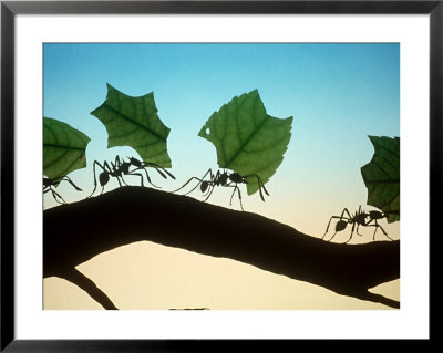 Leaf-Cutting Ants by David M. Dennis Pricing Limited Edition Print image