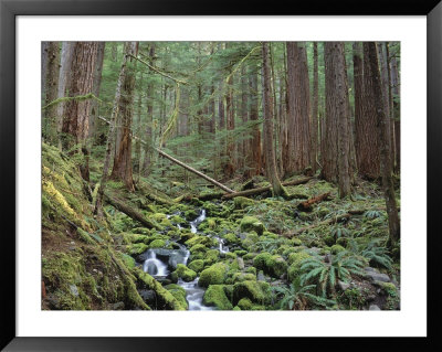Temperate Rain Forest, Olympic National Park, Wa by Jules Cowan Pricing Limited Edition Print image