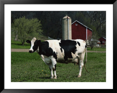 Holstein Cow On A Farm, Belleville, Wi by Lynn M. Stone Pricing Limited Edition Print image