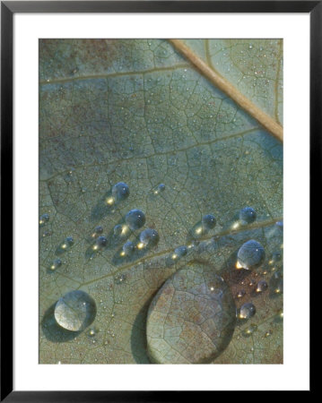 Fall Leaf With Rain Drops by Donald Higgs Pricing Limited Edition Print image