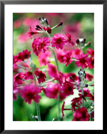 Primula Pulverulenta (Candida), Close-Up Of Flowers by Pernilla Bergdahl Pricing Limited Edition Print image