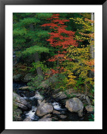 Fall Scenic, Acadia National Park, Maine by Elizabeth Delaney Pricing Limited Edition Print image