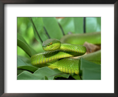 Popes Pit Viper, Montane Rainforest, Malaysia by Michael Fogden Pricing Limited Edition Print image