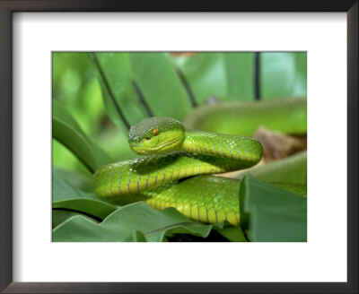 Popes Pit Viper, Montane Rainforest, Malaysia by Michael Fogden Pricing Limited Edition Print image