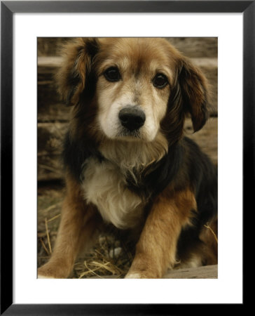 Mixed Breed Dog by Bill Whelan Pricing Limited Edition Print image