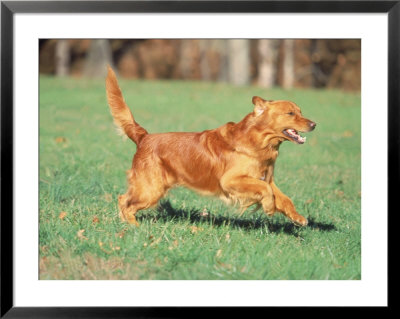 Golden Retriever Running by David Davis Pricing Limited Edition Print image