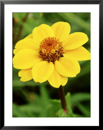 Zinnia Haageana by Mark Bolton Pricing Limited Edition Print image
