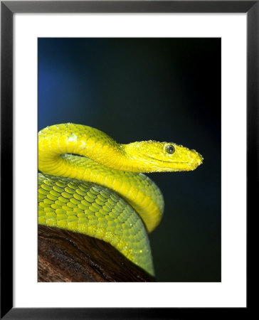 E African Mamba, Dendoaspis Angusticeps by Lynn M. Stone Pricing Limited Edition Print image